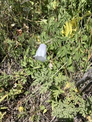 Codonopsis clematidea