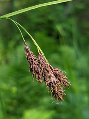 Carex atratiformis