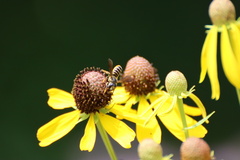 Megachile inimica