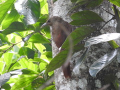 Dendrexetastes rufigula