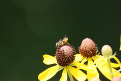 Megachile inimica