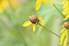 Megachile inimica