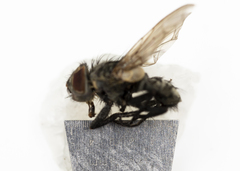 Pollenia angustigena