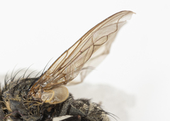 Pollenia angustigena