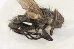 Pollenia angustigena