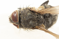 Pollenia angustigena