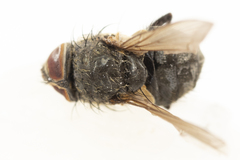 Pollenia angustigena