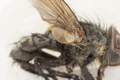 Pollenia angustigena