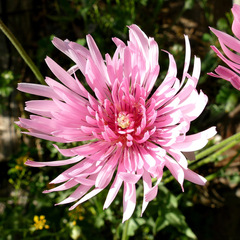Crepis rubra