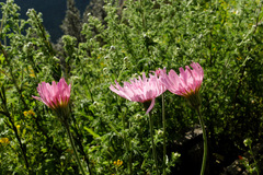 Crepis rubra