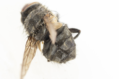 Pollenia angustigena