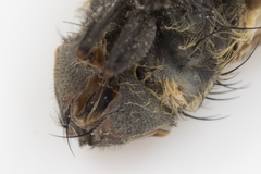 Pollenia angustigena