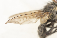 Pollenia angustigena