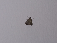 Hypena lividalis