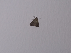 Hypena lividalis