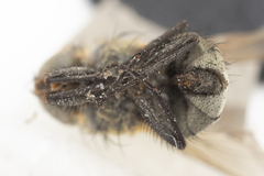 Pollenia angustigena