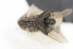 Pollenia angustigena