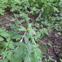 Epilobium pseudorubescens
