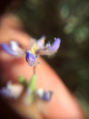 Lupinus bicolor