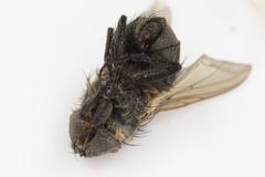 Pollenia angustigena