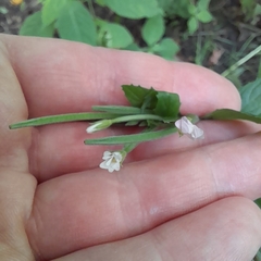 Epilobium pseudorubescens
