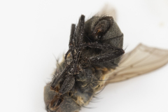 Pollenia angustigena