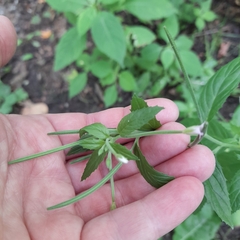Epilobium pseudorubescens