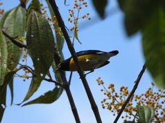 Euphonia minuta