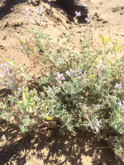Lupinus bicolor