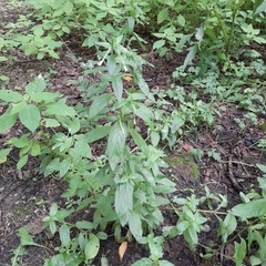 Epilobium pseudorubescens