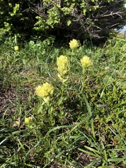 Castilleja unalaschcensis