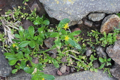 Senecio carnosulus
