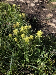 Castilleja unalaschcensis