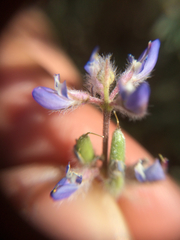 Lupinus bicolor