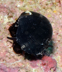 Stomatella lintricula