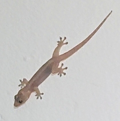 Gehyra mutilata