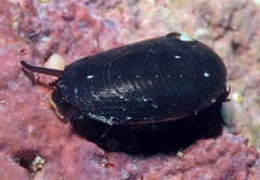Stomatella lintricula
