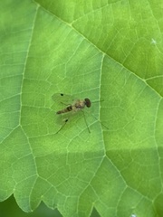 Chrysopilus modestus