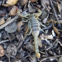 Paruroctonus silvestrii