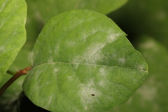 Erysiphe symphoricarpi