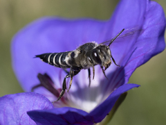 Coelioxys inermis