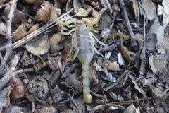 Paruroctonus silvestrii