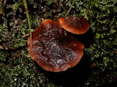 Pseudotricholoma