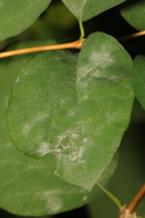 Erysiphe symphoricarpi