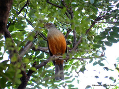Rufous-Bellied Thrush photo 6