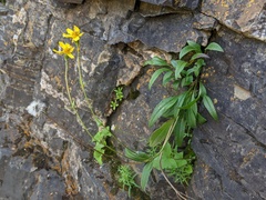Arnica lonchophylla