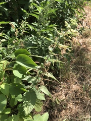 Urtica dioica