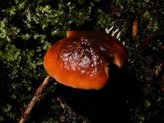 Pseudotricholoma