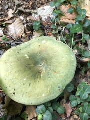Russula subgraminicolor