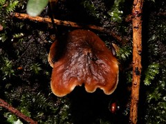 Pseudotricholoma